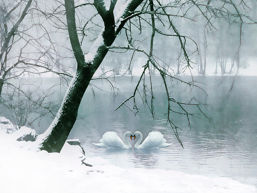Swan Photograph - Winter Waltz by Jessica Jenney
