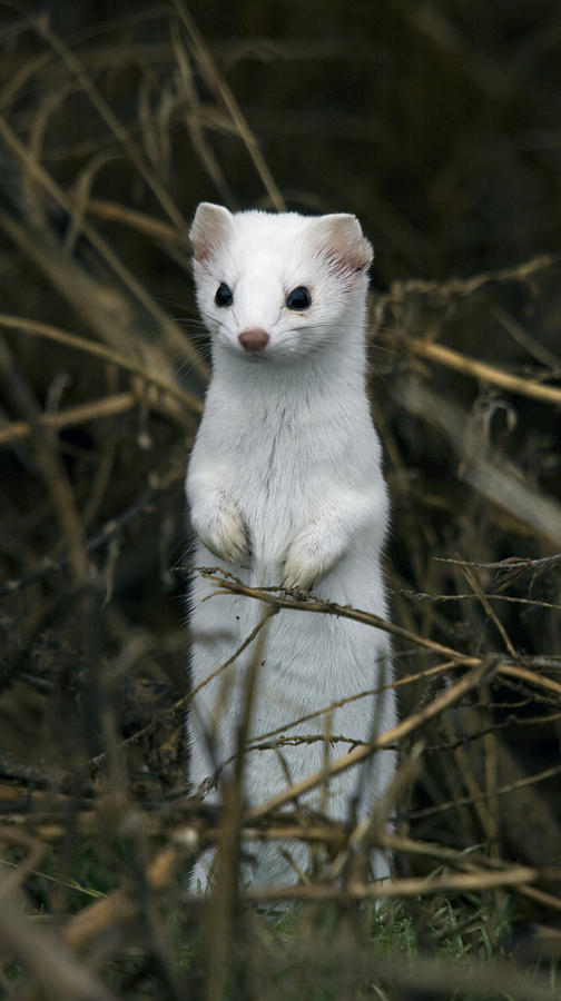 Winter Weasel Photograph By Clinton Nelson Fine Art America