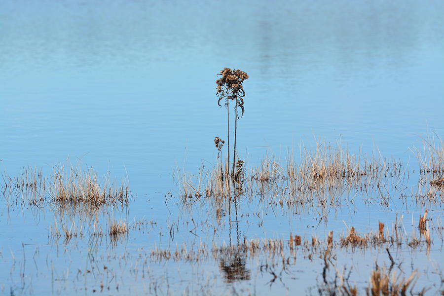 Winter Photograph - Winter Wetland by Maria Urso