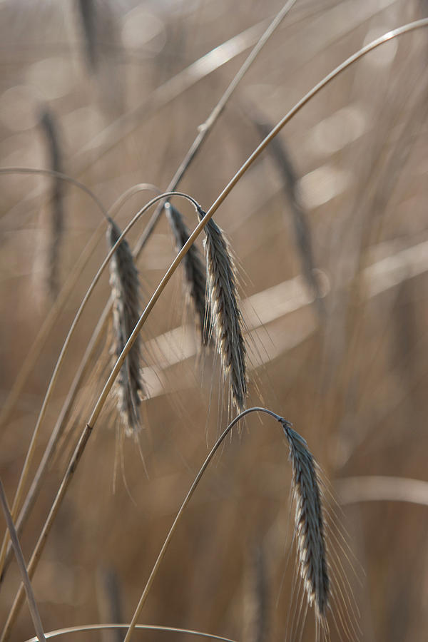 Winter Wheat II Photograph by Steve Gravano