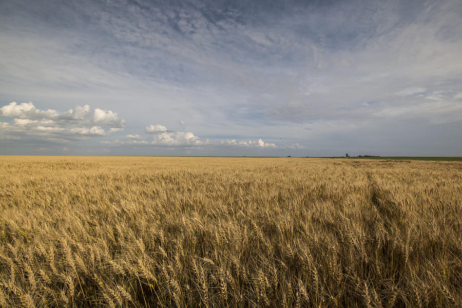 Winter Wheat Cheney Kansas Photograph by Chris Harris - Fine Art America