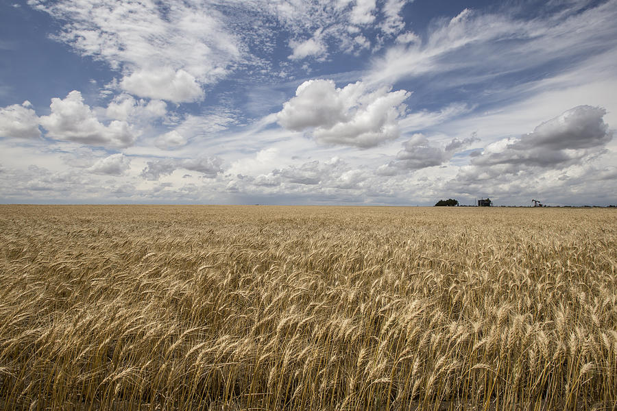 Winter Wheat Conway Springs KS Photograph by Chris Harris | Fine Art ...