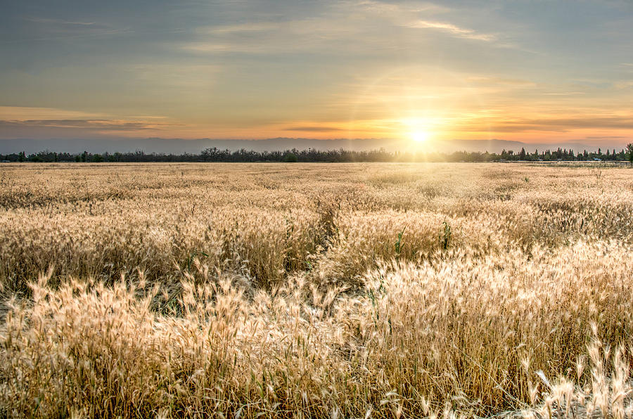 Winter Wheat Photograph by Joan Baker