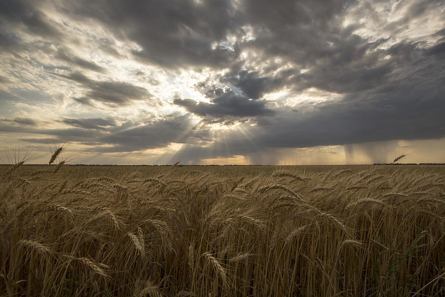 Kansas Photograph - Winter Wheat Rain Clouds by Chris Harris