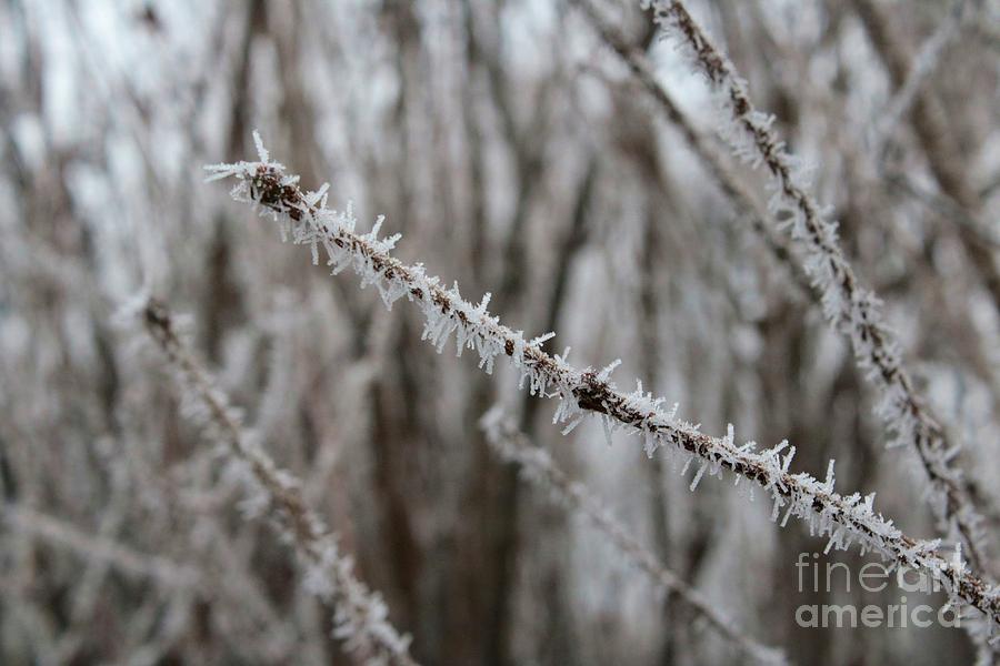 Winter Whisper Photograph by Carol Groenen