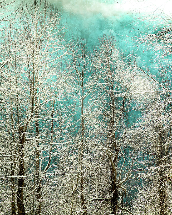 Winter Whispers Photograph by Karen Wiles