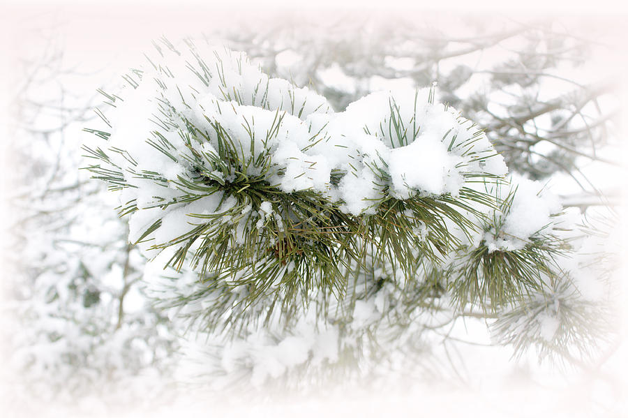 Winter White Photograph by Barbara  White