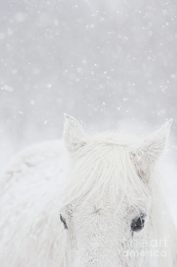 Winter White Photograph by Carien Schippers