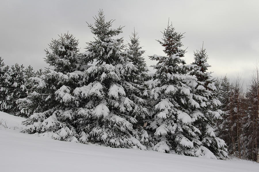 Winter White Photograph by Kathleen Sartoris - Fine Art America