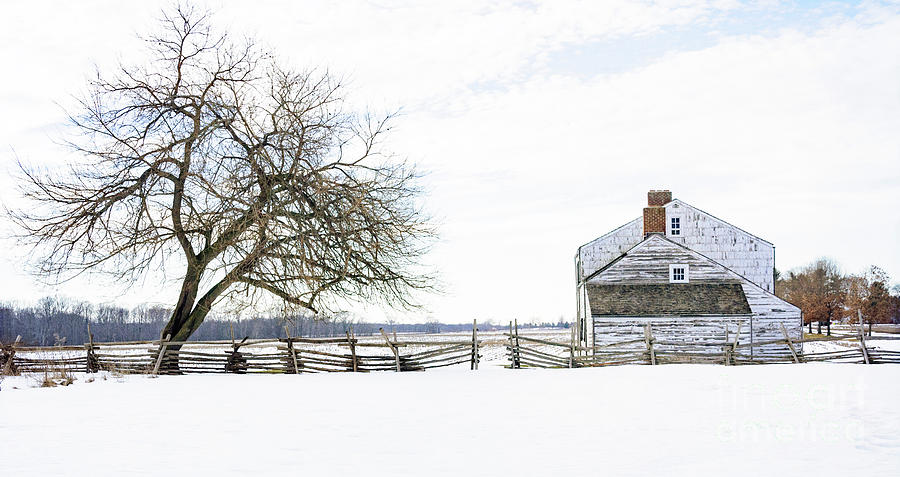 Tree Photograph - Winter White Out by Debra Fedchin