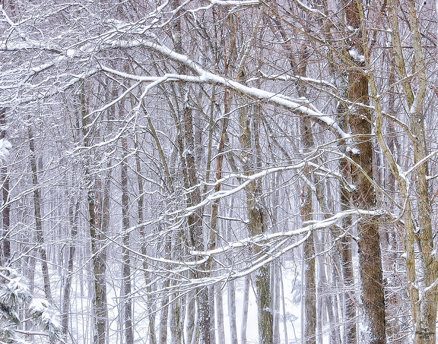 Winter White Photograph by Peg Runyan