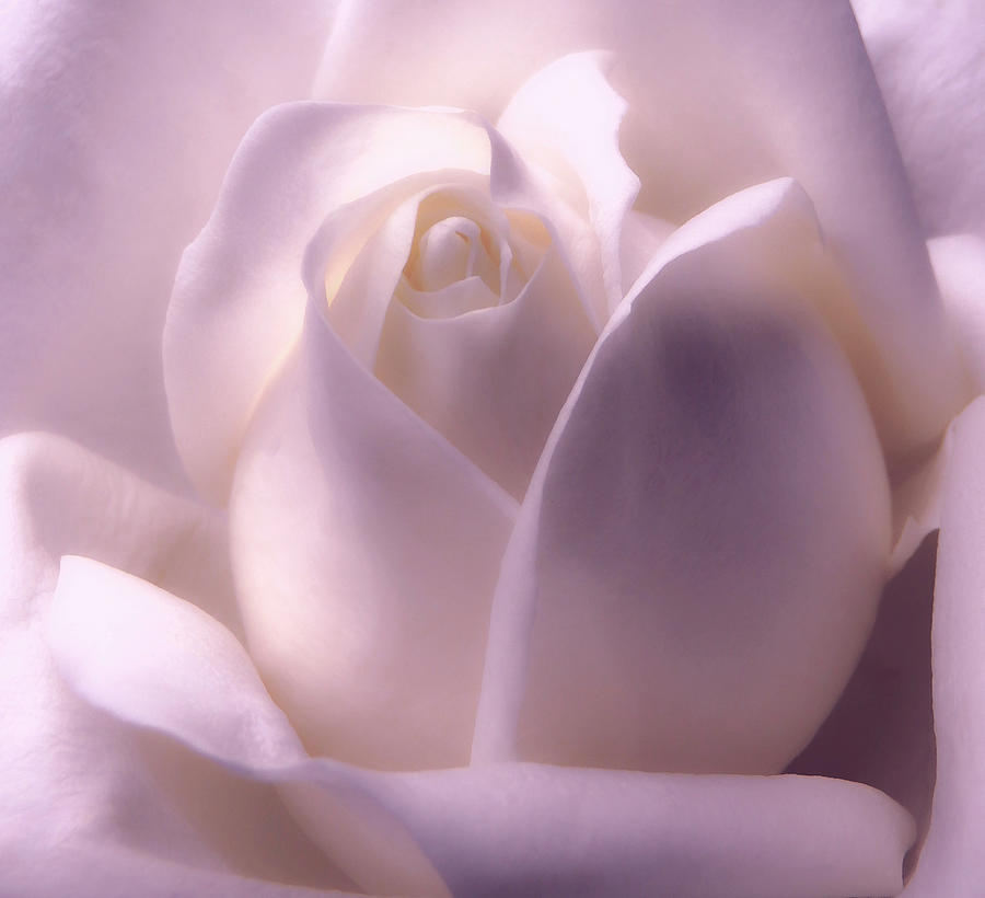 Rose Photograph - Winter White Rose 2 by Johanna Hurmerinta
