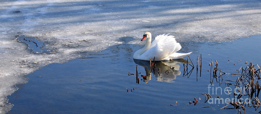 Winter White Swan Photograph