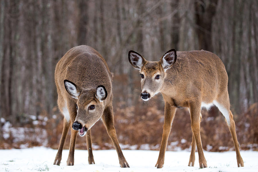 Winter White Tail Deer Photograph by Karol Livote