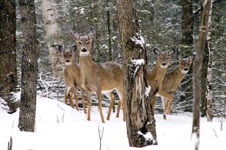 Winter Whitetail Deer Photograph by Gregory K Scott