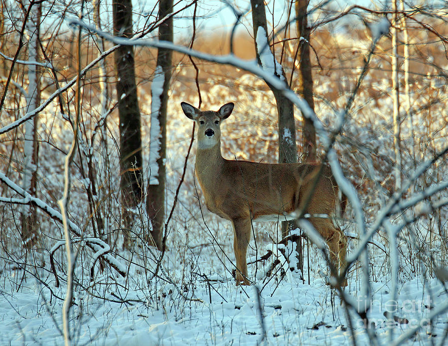 Winter Whitetail Two Photograph by Steve Gass