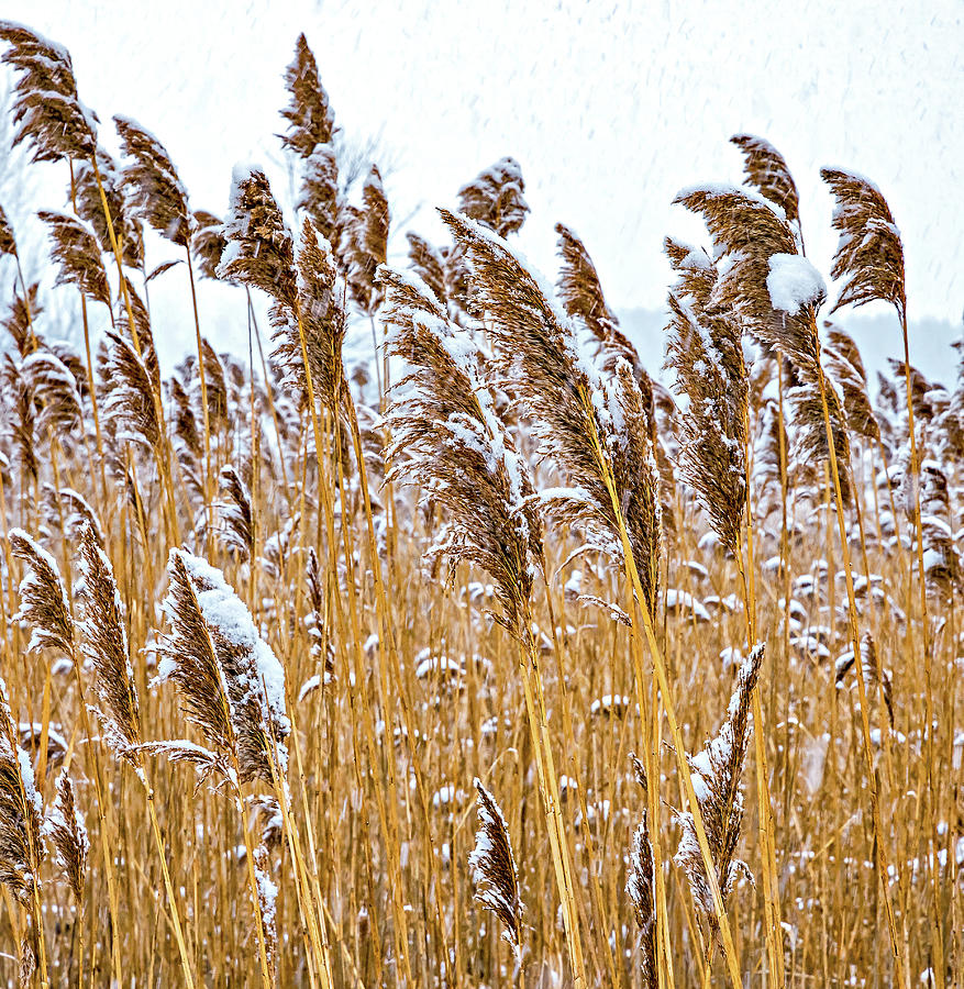 Winter Wild Grasses Photograph by Steve Harrington