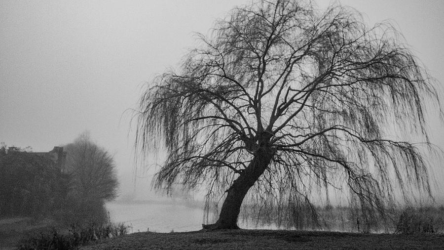 Winter willow in the mist Photograph by Ian Watts