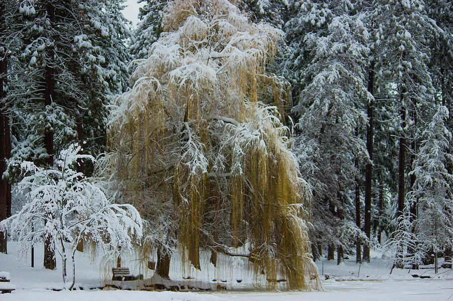 Winter willow Photograph by Jean Evans