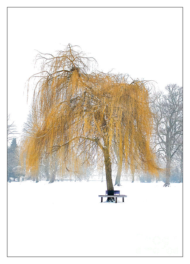 Winter Willow Photograph by Nick Eagles