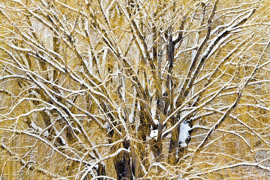 Winter Willow Photograph by Robert Woodward