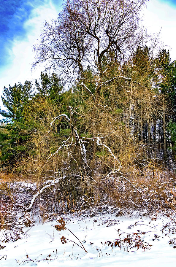 Winter Willow Photograph by Steve Harrington