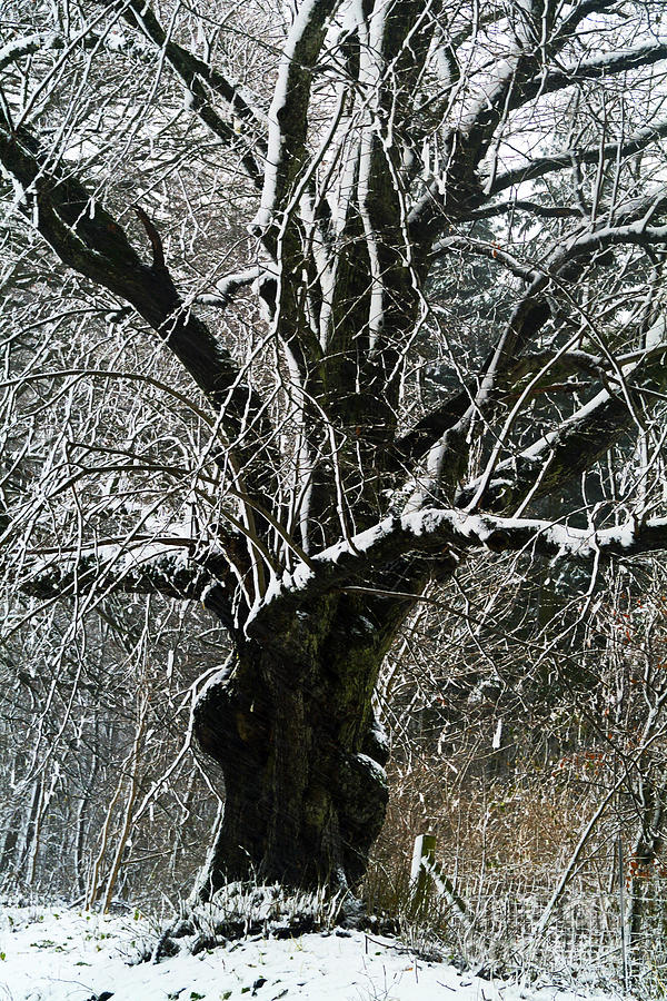 Winter Photograph - Winter Willow by Wedigo Ferchland