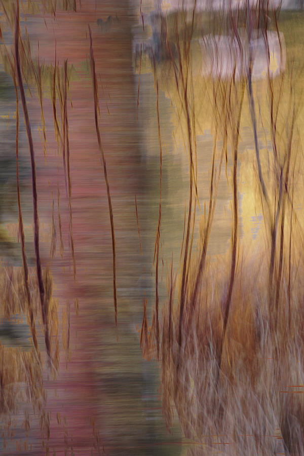 Winter Willows Abstract Photograph by Deborah Hughes