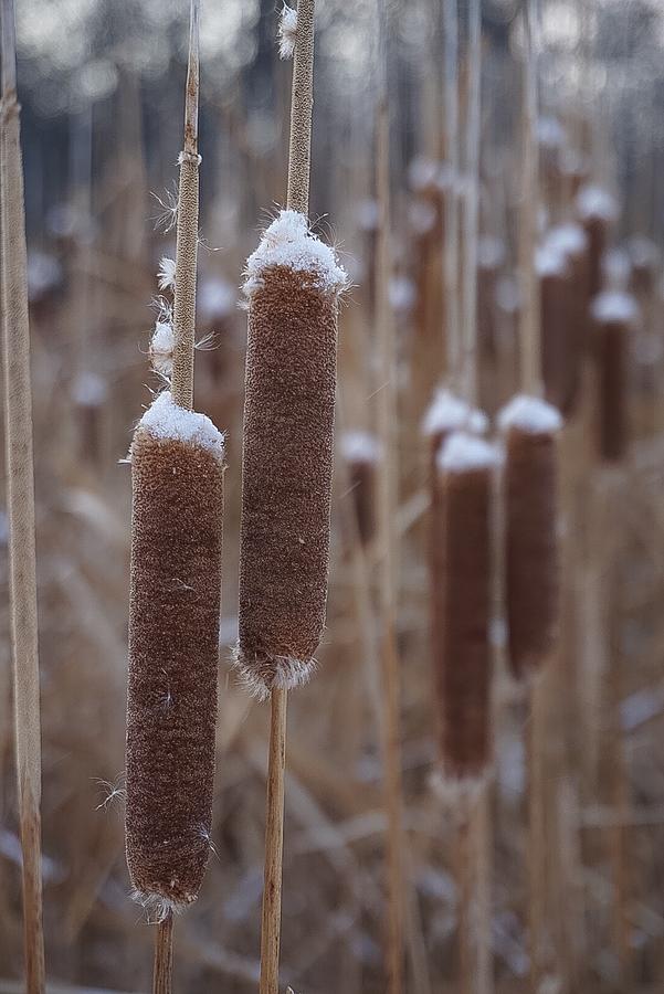 Winter Willows Photograph by Desmond Raymond