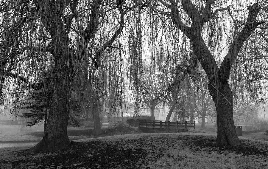 Winter willows in the fog Photograph by Ian Watts
