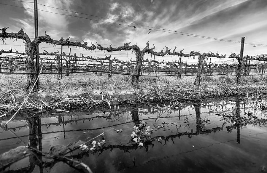 Winter Wine Photograph by Scott Campbell