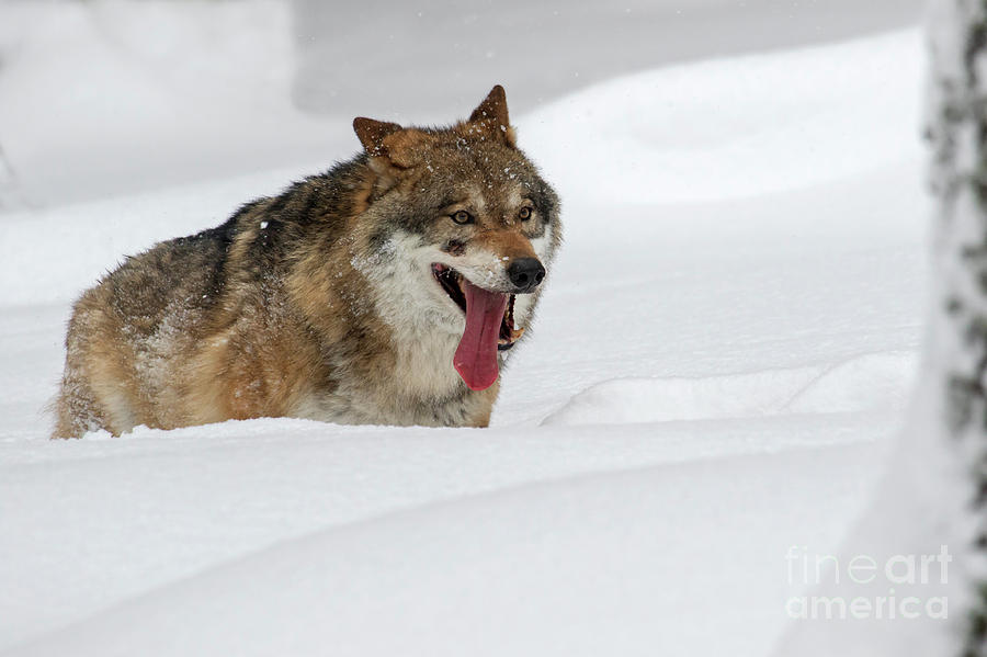 Winter Wolf Photograph by Arterra Picture Library