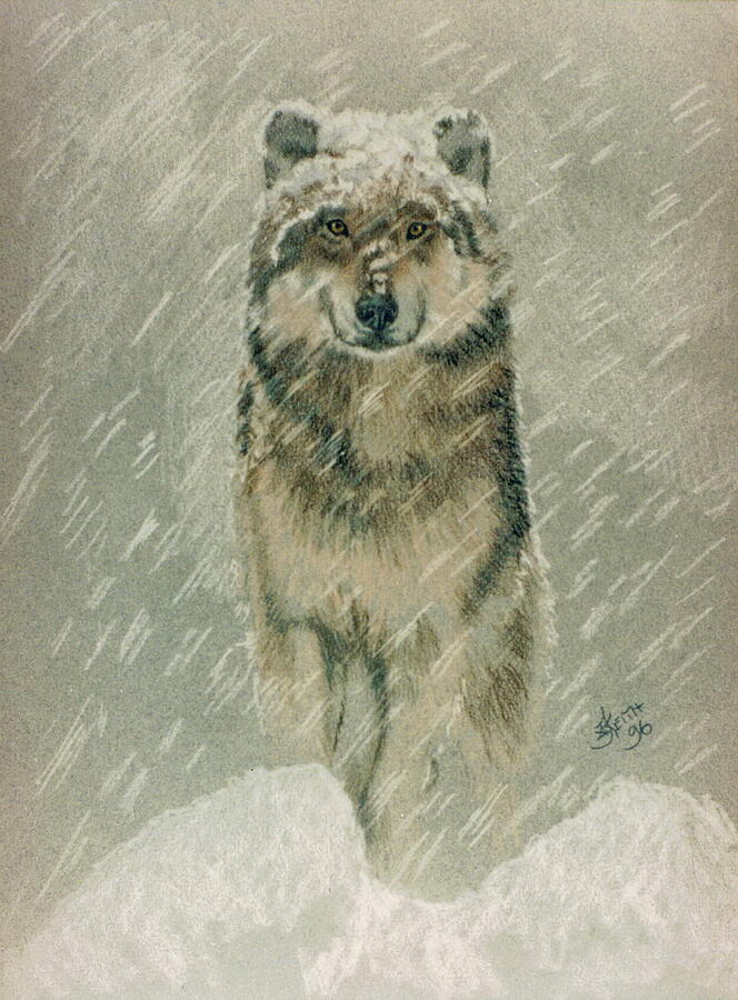Winter Wolf Drawing by Barbara Keith