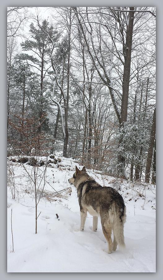 Winter Wolf Photograph