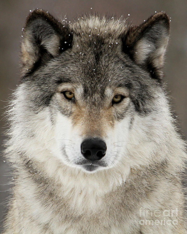 Winter Wolf Photograph by Heather King