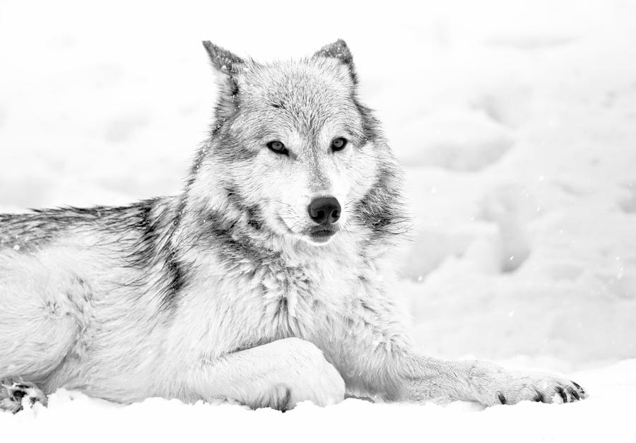 Wolves Photograph - Winter Wolf Laying In Snow BW by Athena Mckinzie