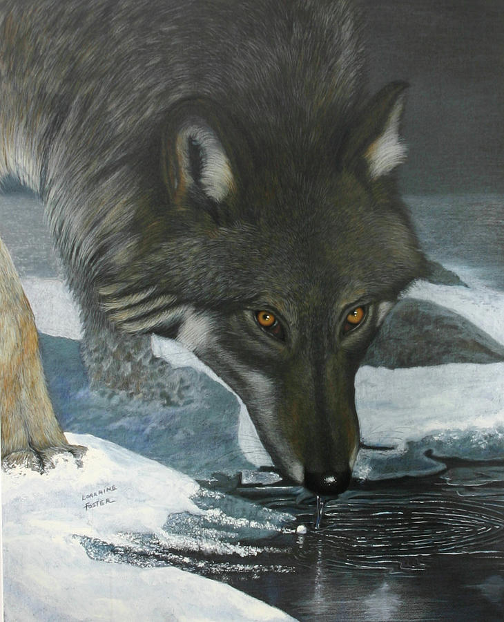 Winter Wolf Drawing by Lorraine Foster