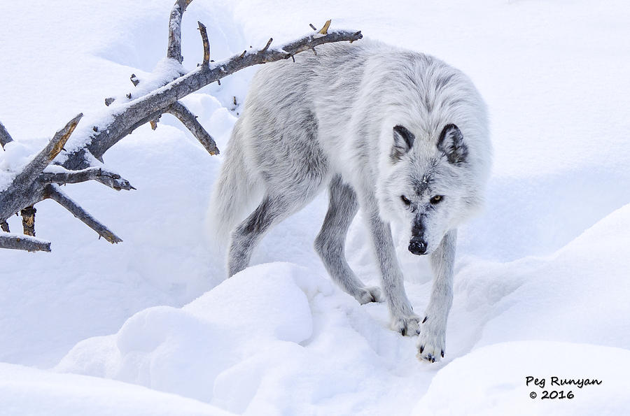 Winter Wolf Photograph by Peg Runyan