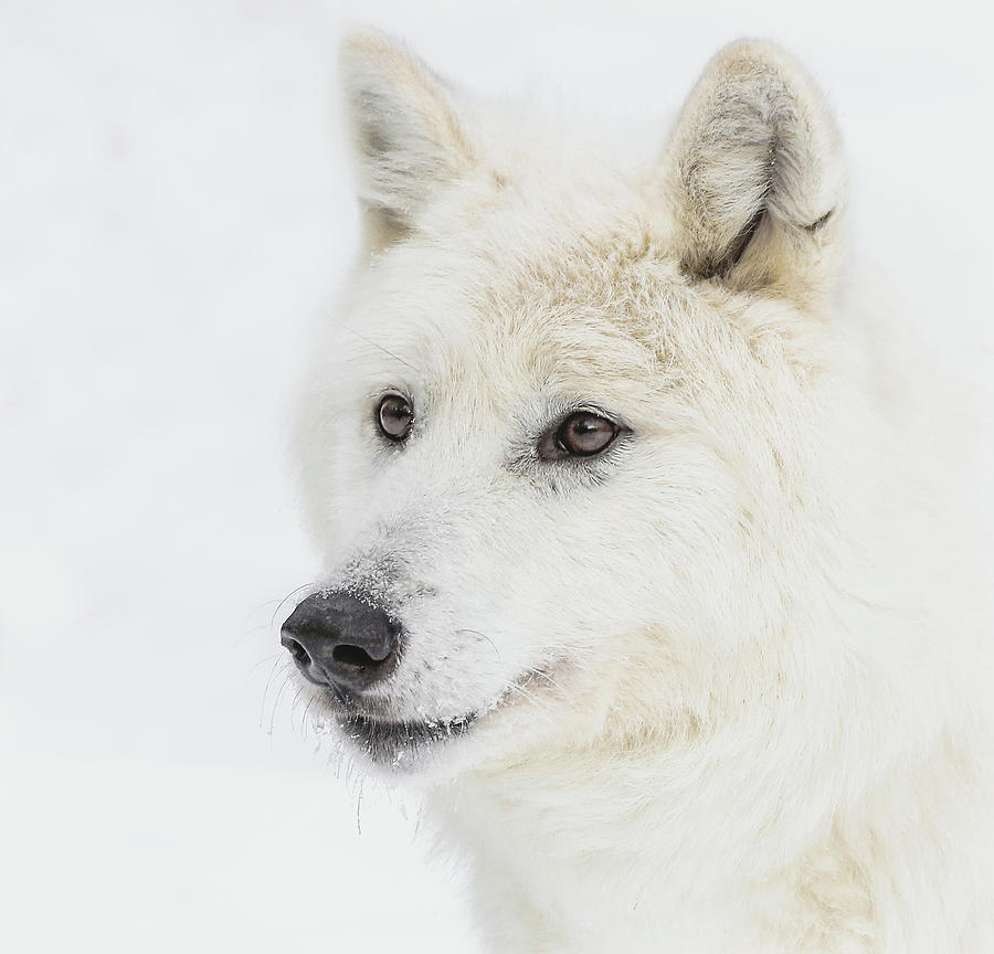 Winter Wolf Portrait Photograph by Athena Mckinzie