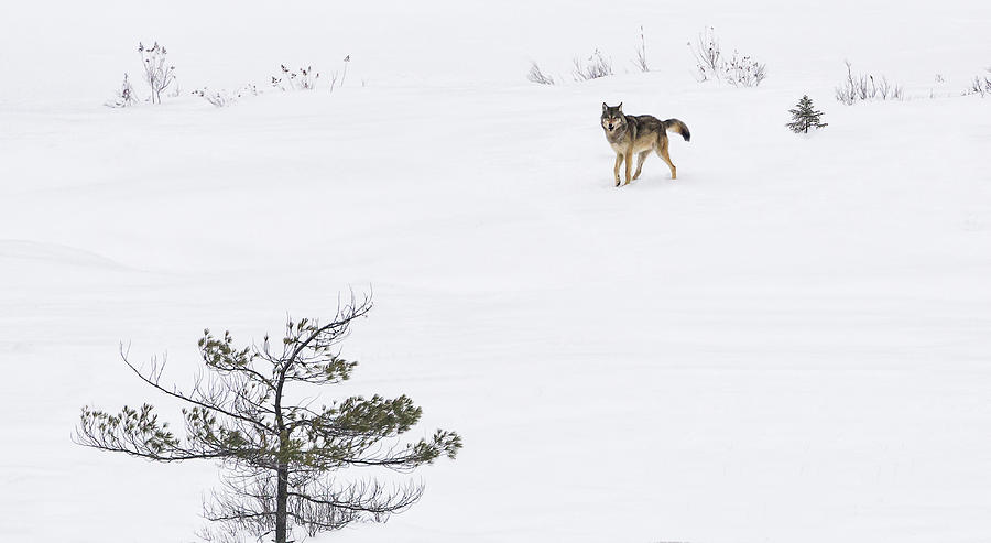 Winter Wolf Photograph by Tracy Munson