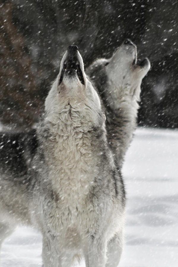 Winter Wolves Photograph by Wes and Dotty Weber