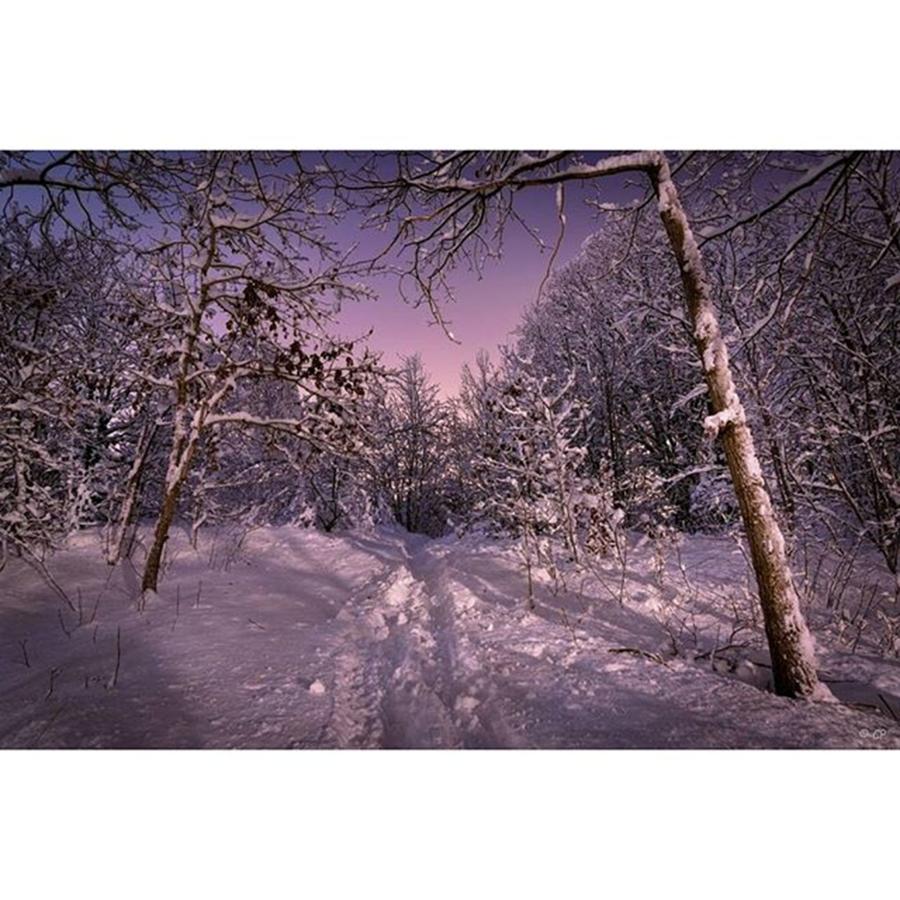 Winter Wonderland ❤ Photograph by A Tree Photo - Carlo Prisco