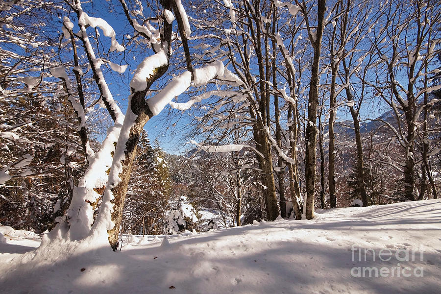 Winter Wonderland 1 Photograph by Rudi Prott