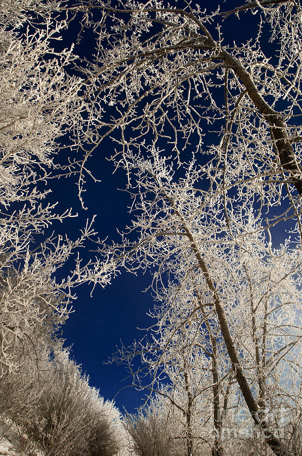 Winter Wonderland 1 Photograph by Terry Elniski - Fine Art America