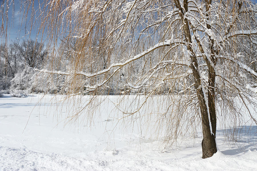 Winter Photograph - Winter Wonderland 7 by Allen Beatty