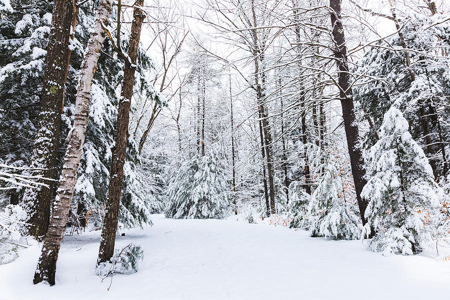 Winter Wonderland - Ahern Photograph by Robert Clifford