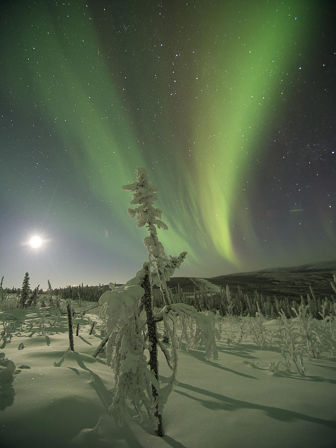 Winter Wonderland Aurora Photograph by Ian Johnson
