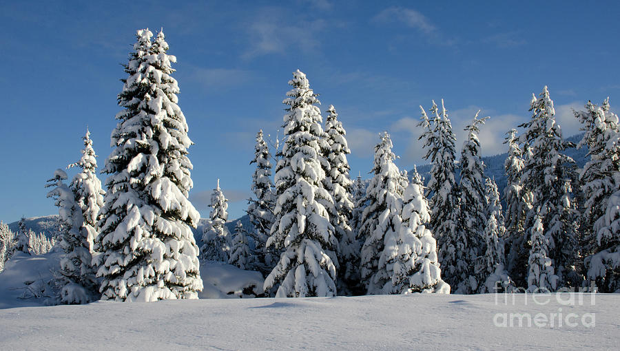 Winter Wonderland Photograph by Bob Christopher