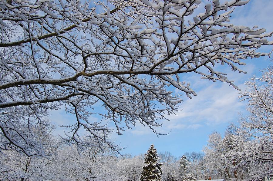 Winter Wonderland Photograph by Bob Cuthbert - Fine Art America