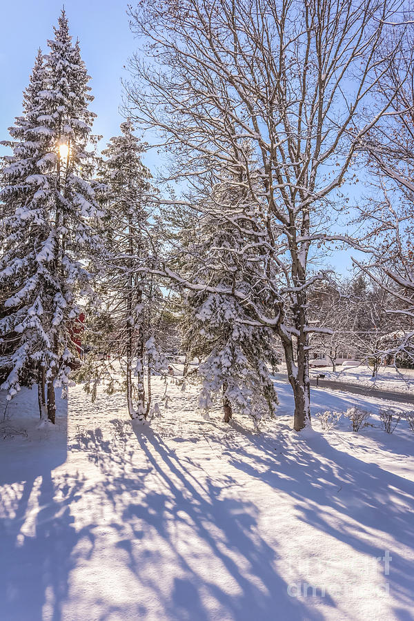 Winter wonderland Photograph by Claudia M Photography